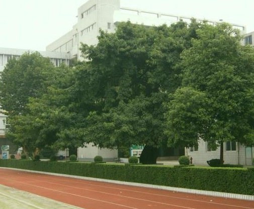 成都石室錦城外國(guó)語(yǔ)學(xué)校地理位置在哪里？