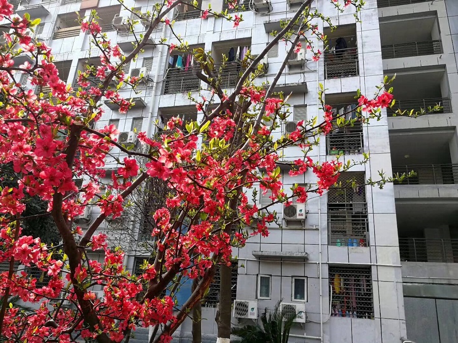 綿陽南山中學(xué)是一所公辦的高中吧？