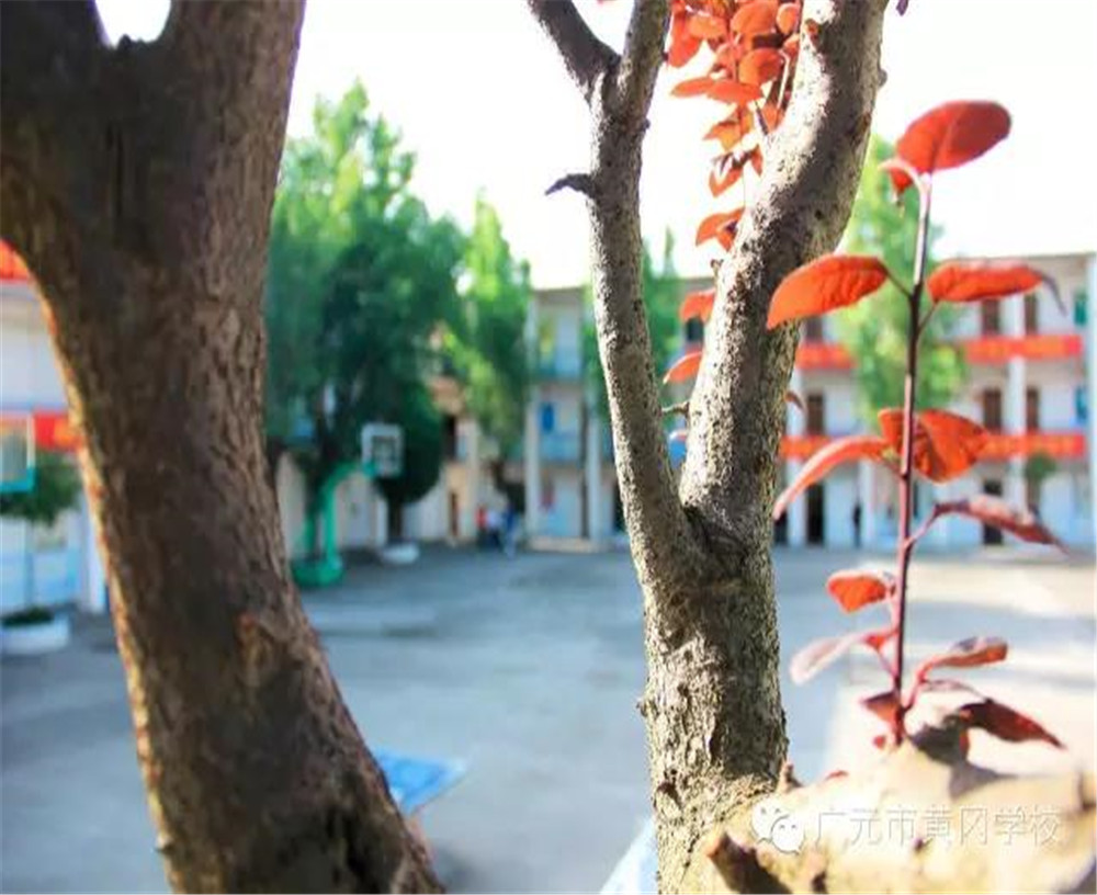 廣元市黃岡學(xué)校詳細地址在什么地方？